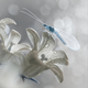 Illustration for article titled Wildlife photos that blur the line between reality and fantasy